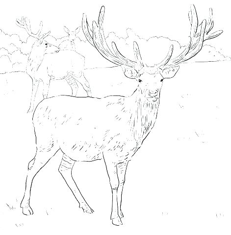 Adult Coloring Pages Deer at GetColorings.com | Free printable colorings pages to print and color