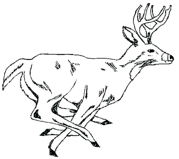 Adult Coloring Pages Deer at GetColorings.com | Free printable