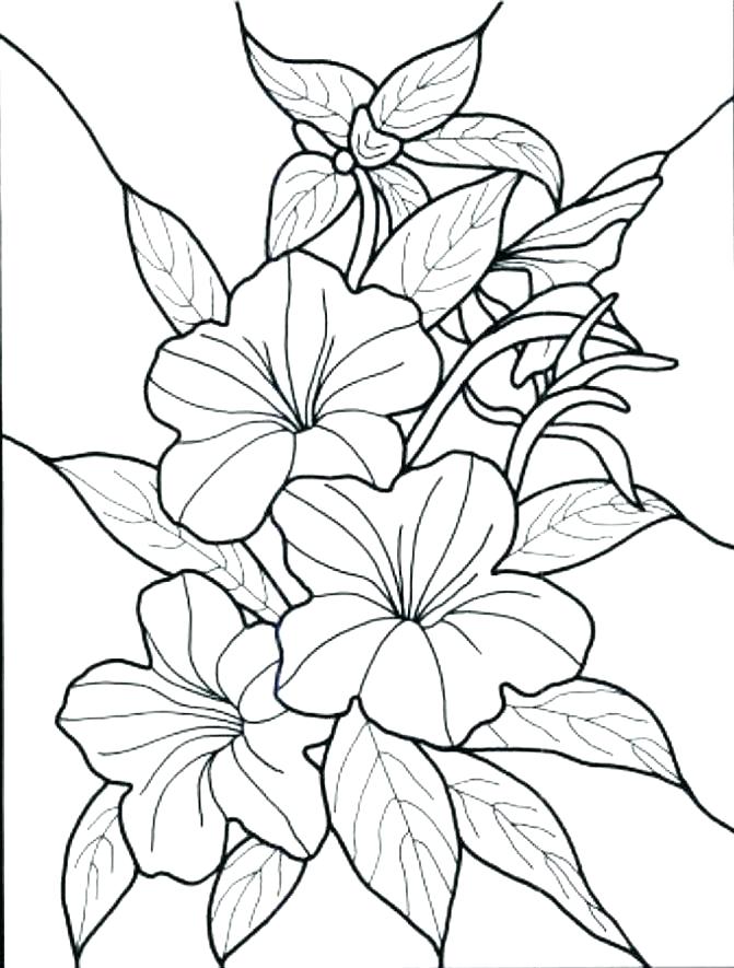 Advanced Flower Coloring Pages at GetColorings.com   Free ...