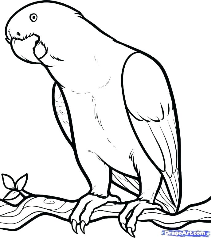 African Animals Coloring Pages at GetColorings.com | Free printable