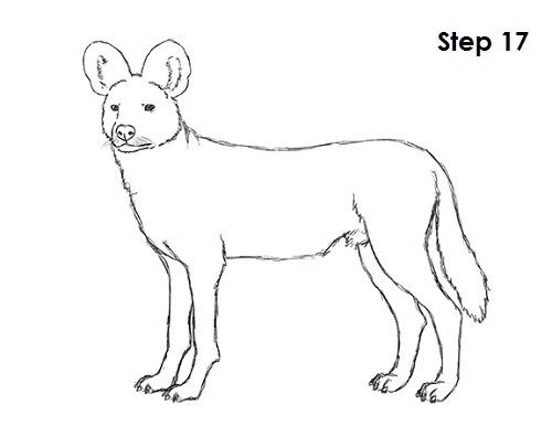 African Wild Dog Coloring Page at GetColorings.com | Free printable