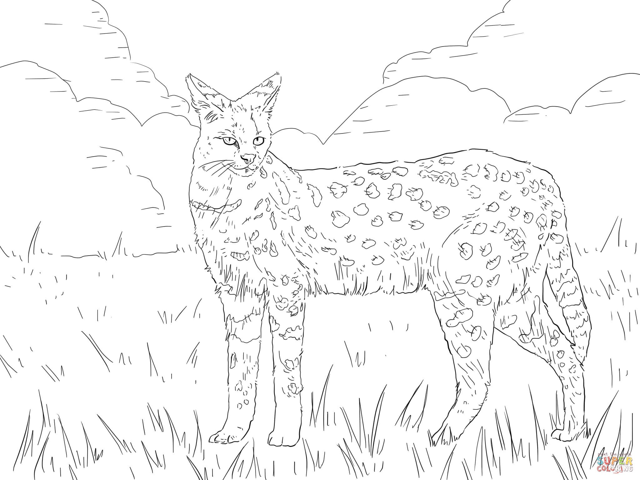 African Wild Dog Coloring Page at GetColoringscom Free