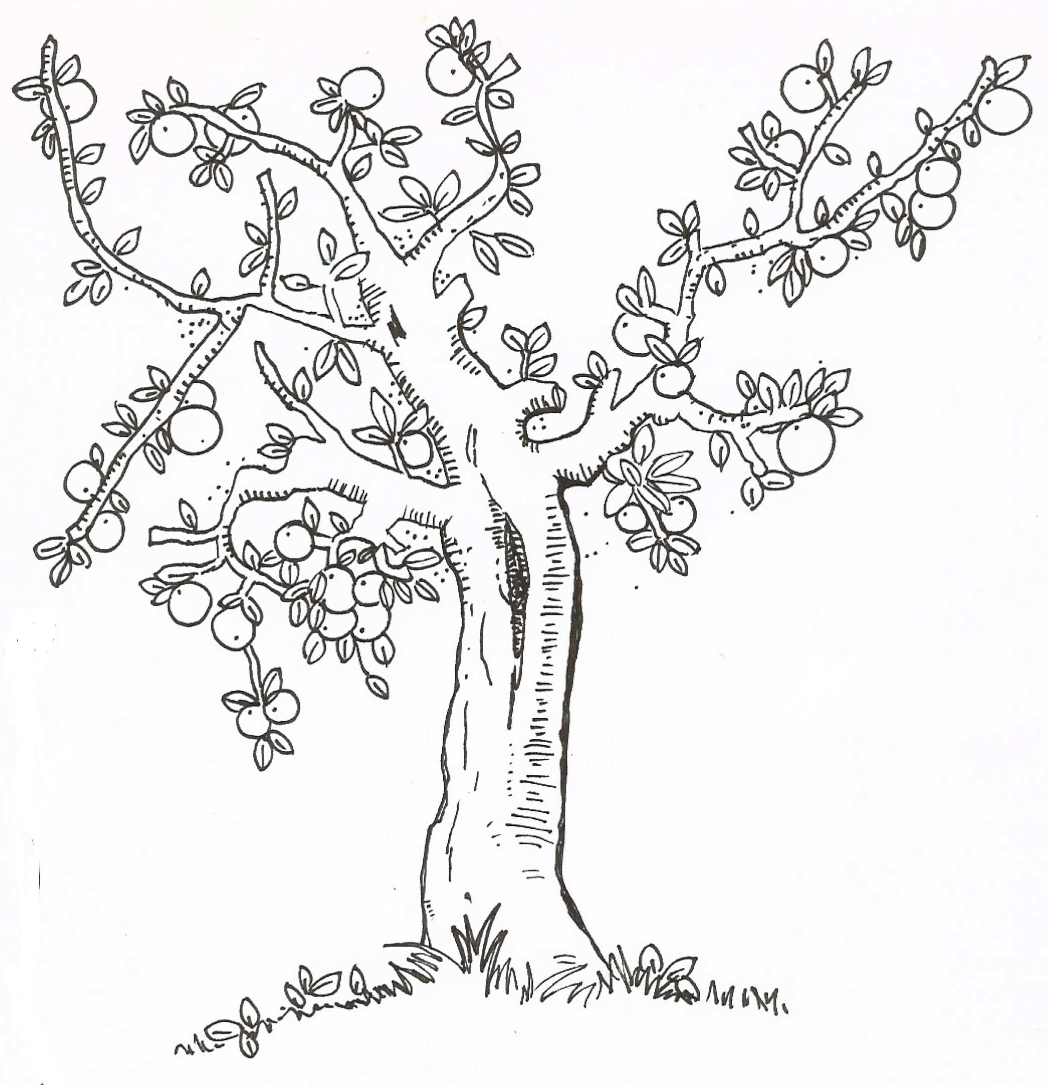 Awesome Tree Coloring Page Awesome Apple Tree Coloring Page Mackira 