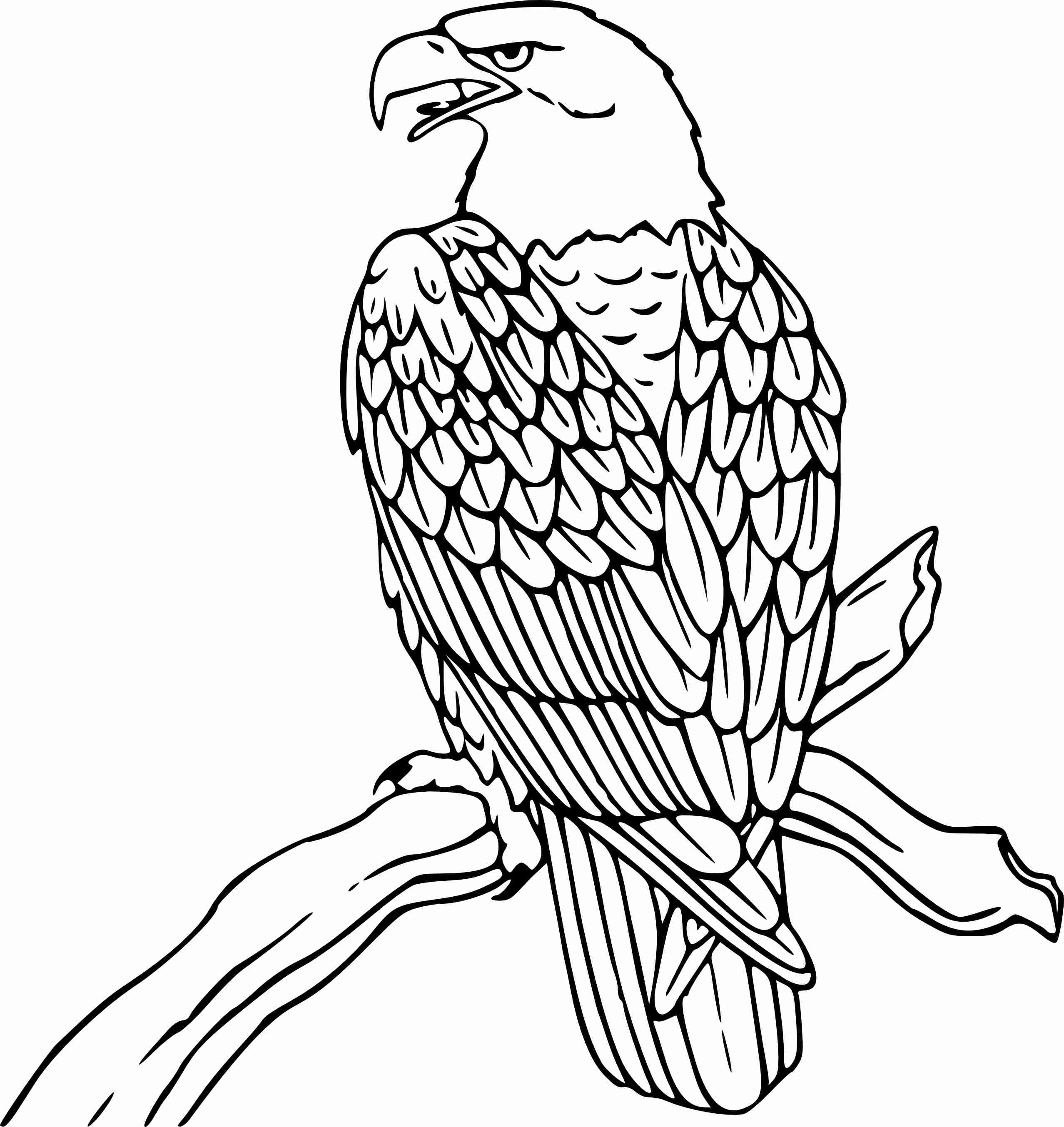 American Bald Eagle Coloring Page at Free printable