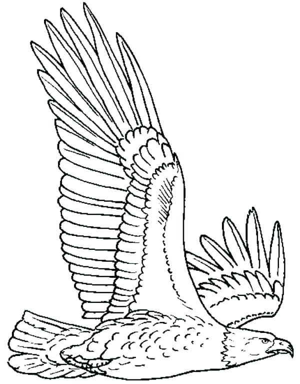American Bald Eagle Coloring Page at GetColorings.com | Free ... American Bald Eagle Coloring Page at GetColorings.com | Free ...