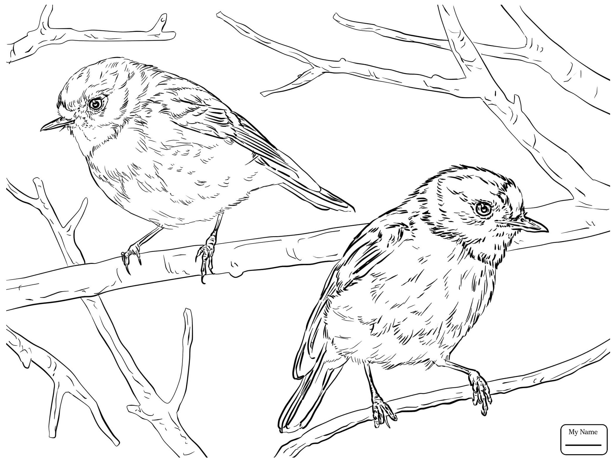 American Robin Coloring Page At Getcolorings.com | Free Printable