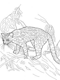 Amur Leopard Coloring Pages at GetColorings.com | Free printable