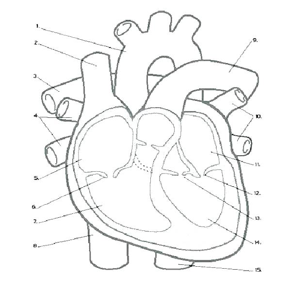 anatomical-heart-coloring-page-at-getcolorings-free-printable-colorings-pages-to-print-and