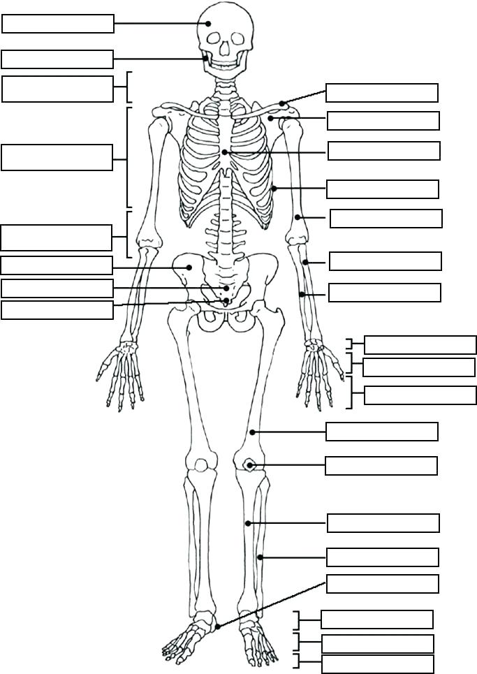 Human Anatomy Coloring Pages Sketch Coloring Page