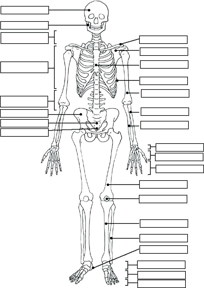 Anatomy And Physiology Coloring Pages at Free