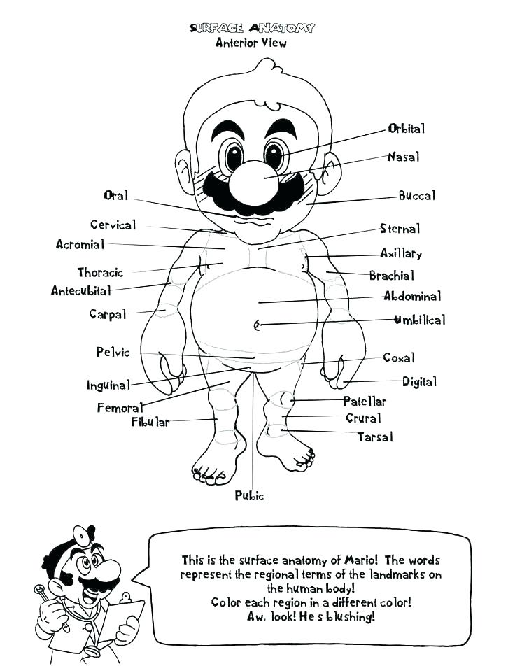 Anatomy And Physiology Coloring Pages Free at Free