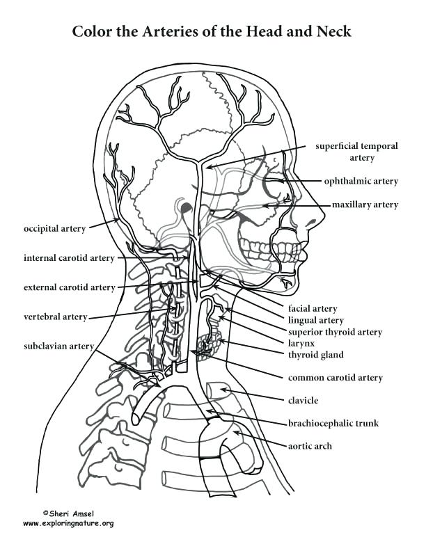 Anatomy And Physiology Coloring Pages Free at Free