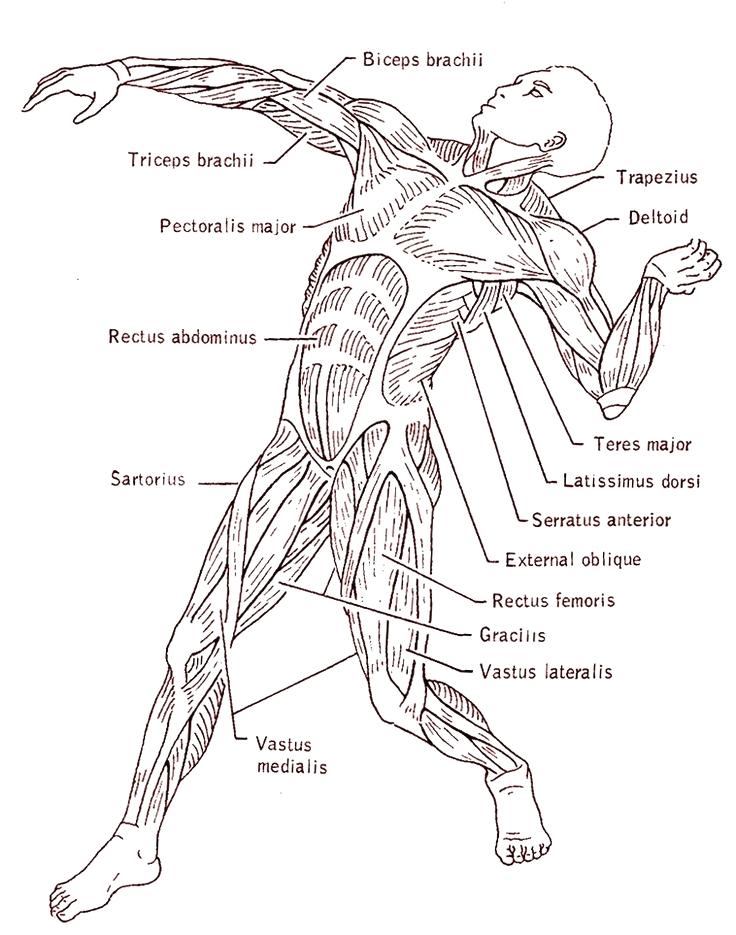 Anatomy Coloring Pages Muscles at GetColorings.com | Free printable