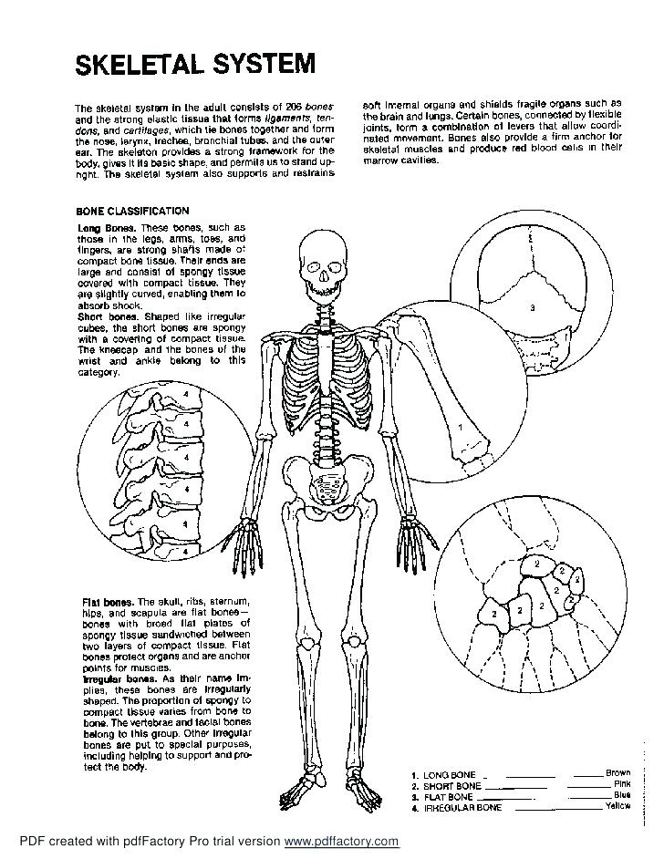 Anatomy Coloring Pages Muscles at GetColorings.com | Free printable
