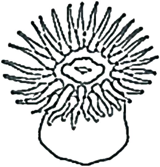 Anemone Coloring Page at Free printable