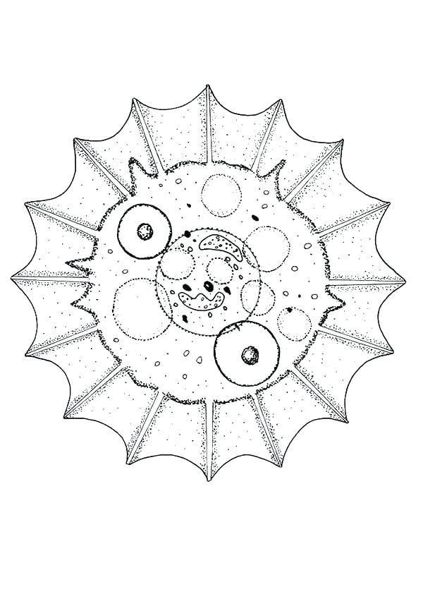 Animal Cell Coloring Page at GetColoringscom Free