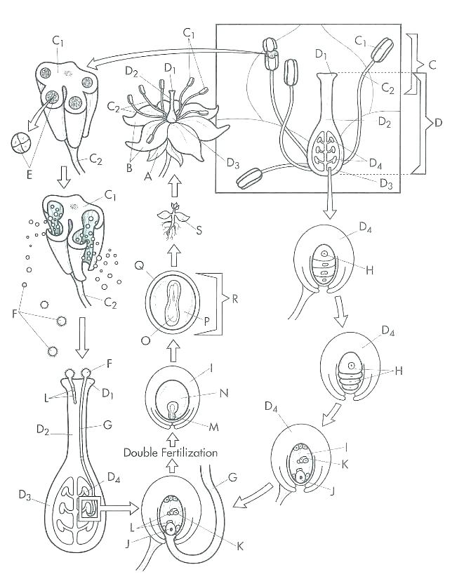 Animal Cell Coloring Page at GetColorings.com | Free printable