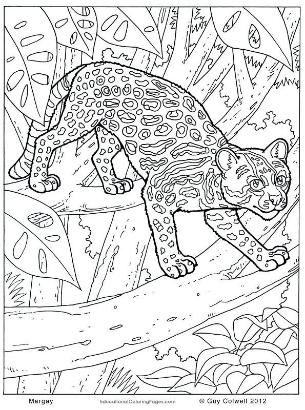 Animal Pattern Colouring Pages at GetColoringscom Free