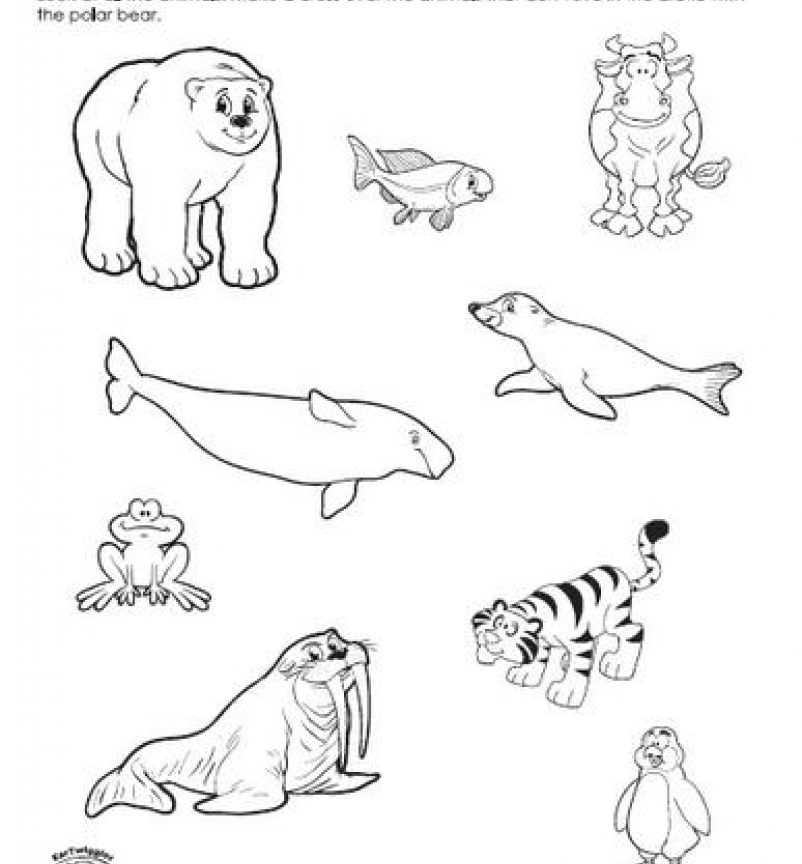 10 Arctic Animal Coloring Pages for a Chilling Adventure