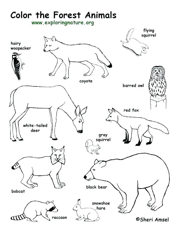 Arctic Animals Coloring Pages For Preschoolers at GetColorings.com