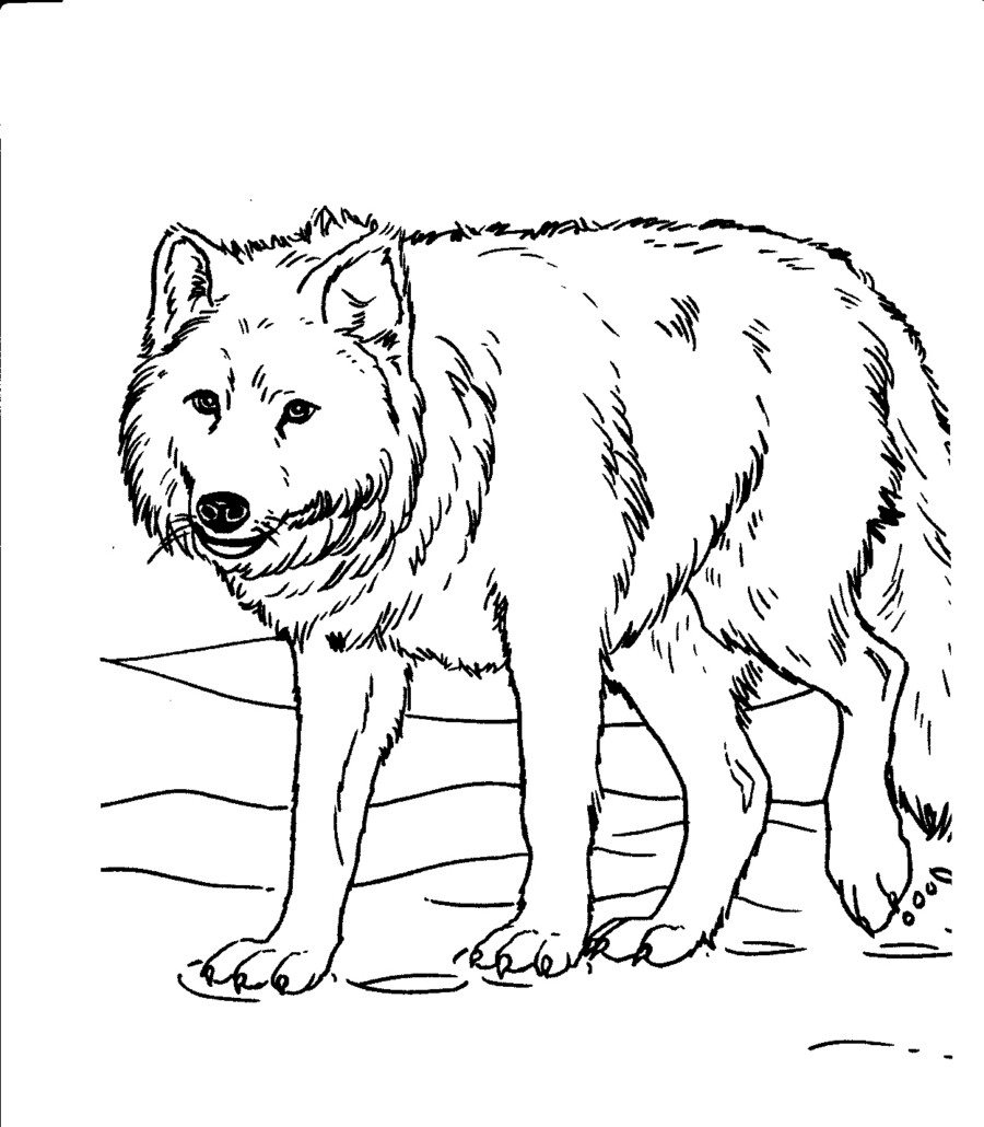 Arctic Wolf Coloring Page At Getcolorings Free Printable