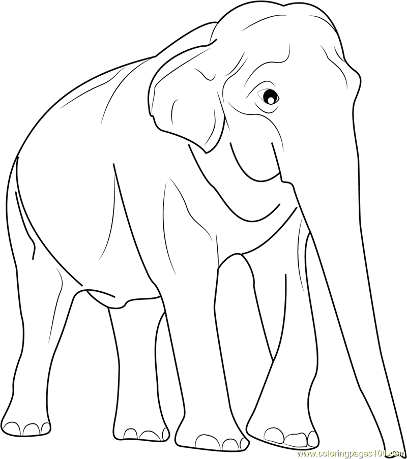 Asian Elephant Coloring Page at GetColorings.com | Free printable