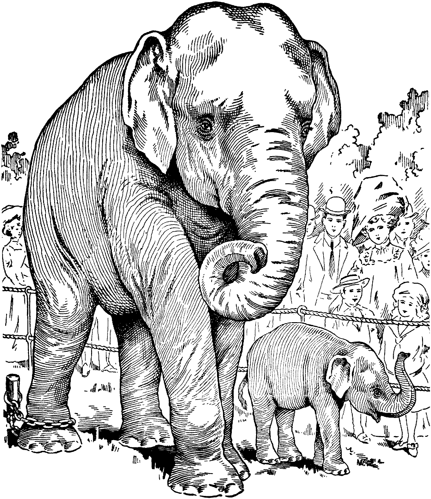 asian elephant outline