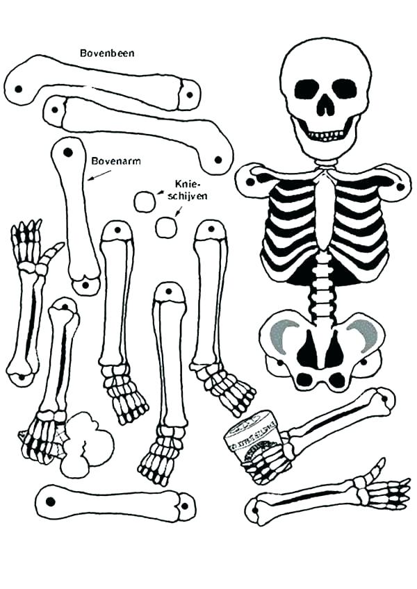 Axial Skeleton Coloring Worksheet