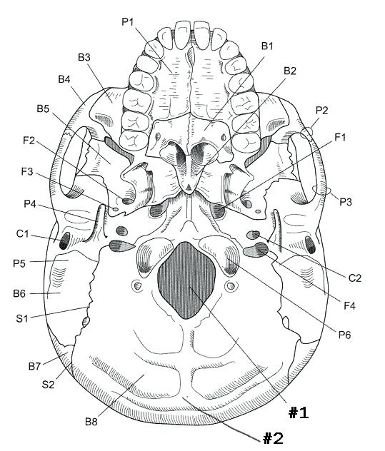 Axial Skeleton Coloring Pages At GetColorings Free Printable