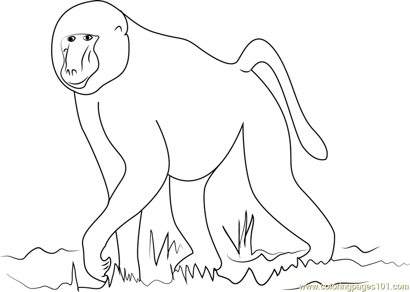 baboon-coloring-pages-at-getcolorings-free-printable-colorings