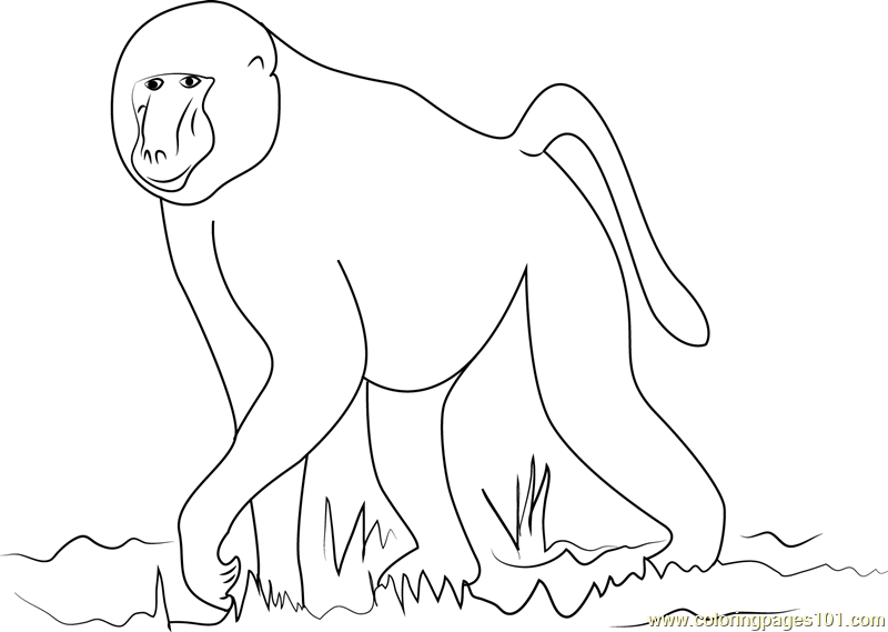 Baboon Coloring Pages At GetColorings Free Printable Colorings 