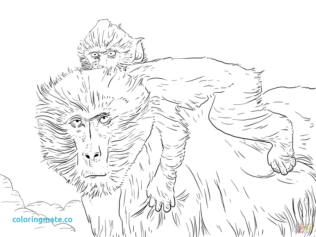 Baboon Coloring Pages at GetColorings.com | Free printable colorings