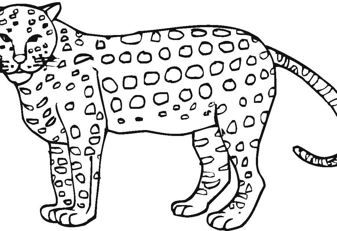 Baby Cheetah Coloring Pages at GetColorings.com  Free printable