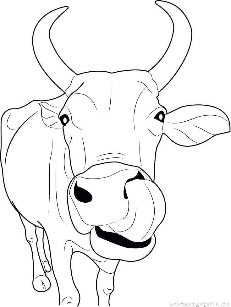 Baby Cow Coloring Pages at Free printable colorings