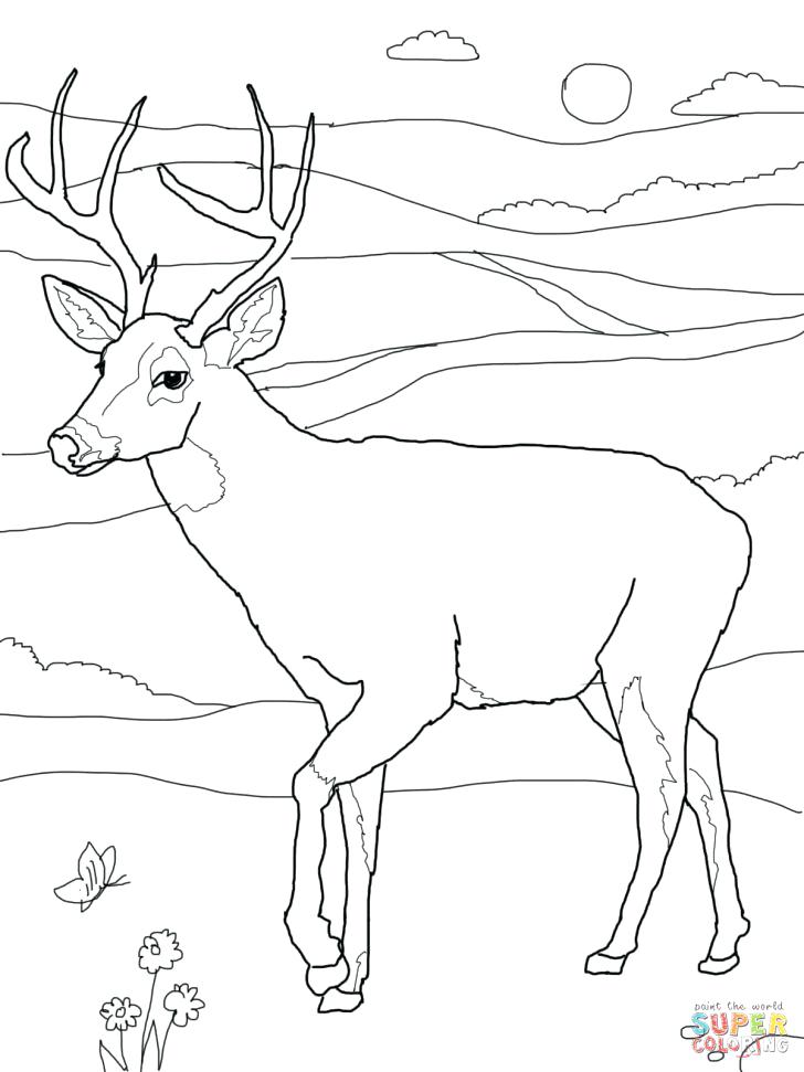 Baby Deer Coloring Pages at GetColorings.com | Free printable colorings
