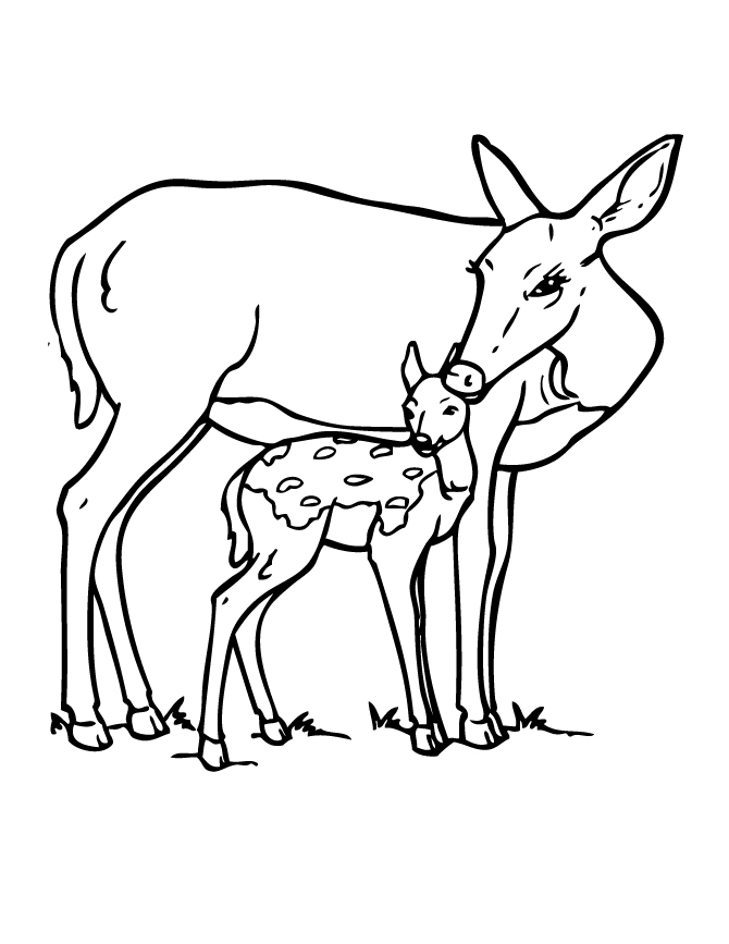 Baby Deer Coloring Pages at Free printable colorings