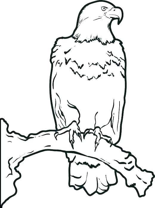 Baby Eagle Coloring Page at GetColorings.com | Free printable colorings