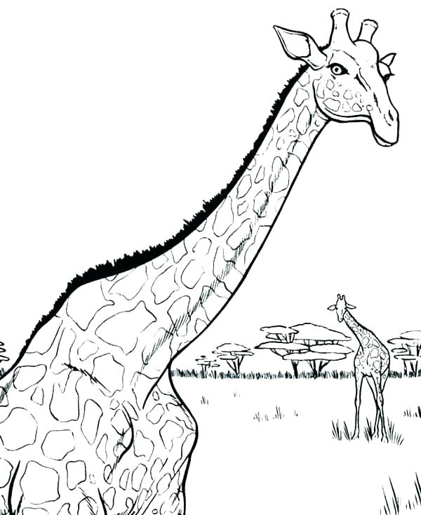 Baby Giraffe Coloring Pages at GetColorings.com | Free printable