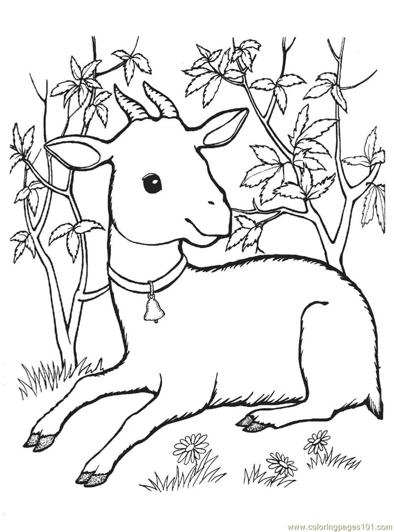 Baby Goat Coloring Pages at GetColorings.com | Free printable colorings
