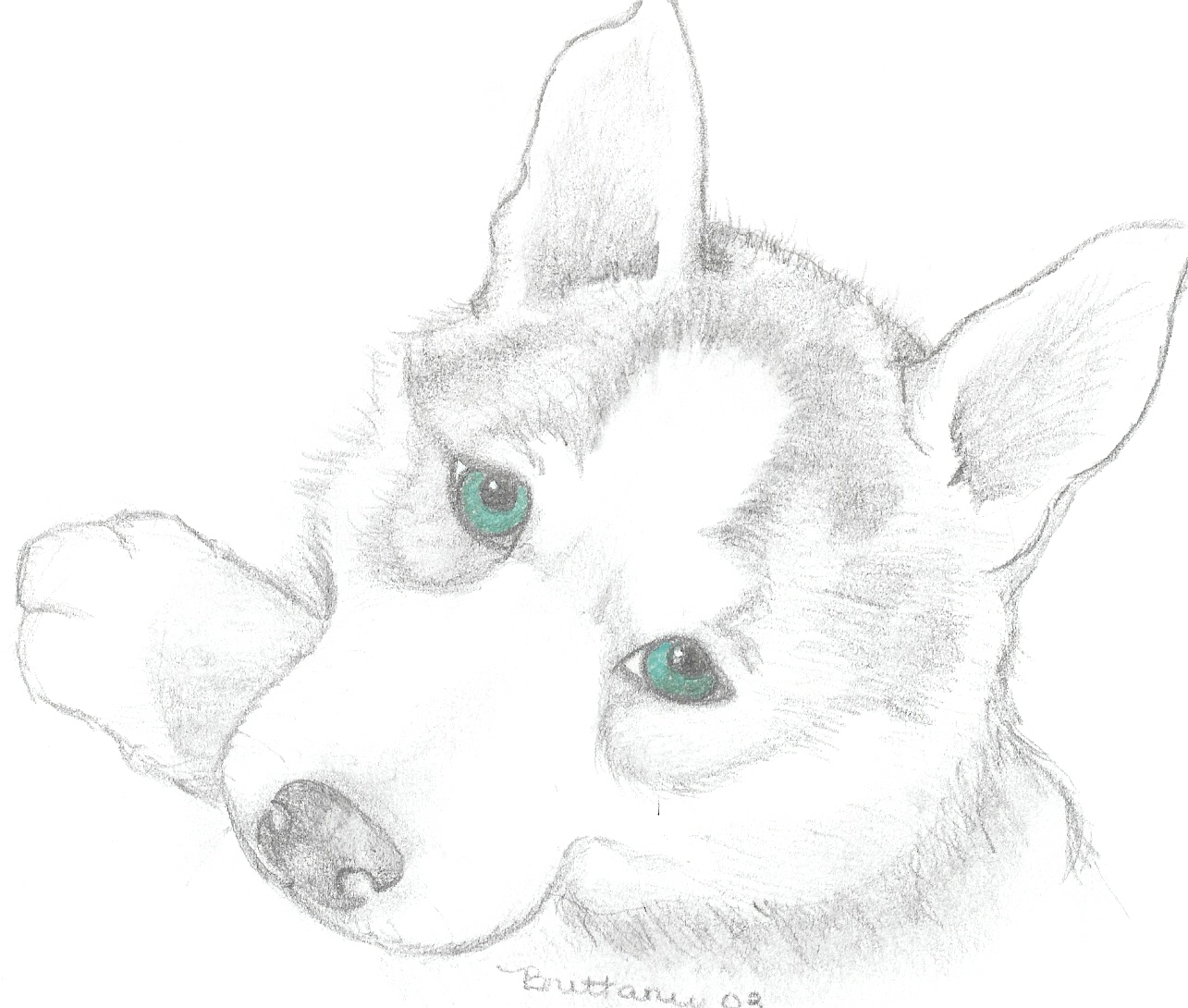 Baby Husky Coloring Pages At GetColorings Free Printable 