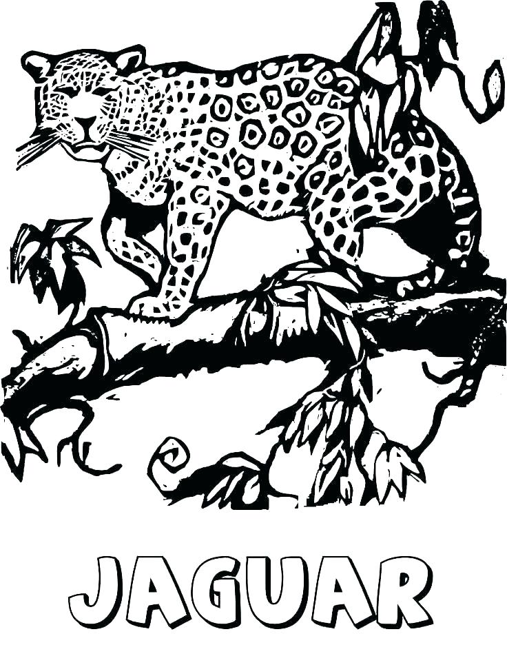 Baby Jaguar Coloring Pages At Free Printable