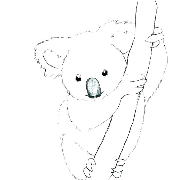 Baby Koala Coloring Pages at GetColorings.com | Free printable