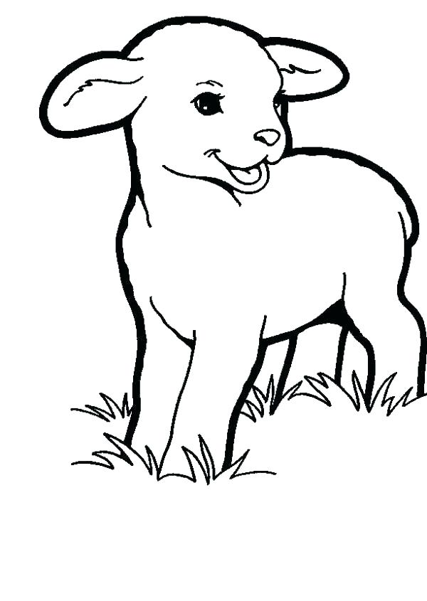 Baby Lamb Coloring Pages at GetColoringscom Free