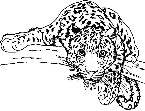baby-leopard-coloring-pages-at-getcolorings-free-printable