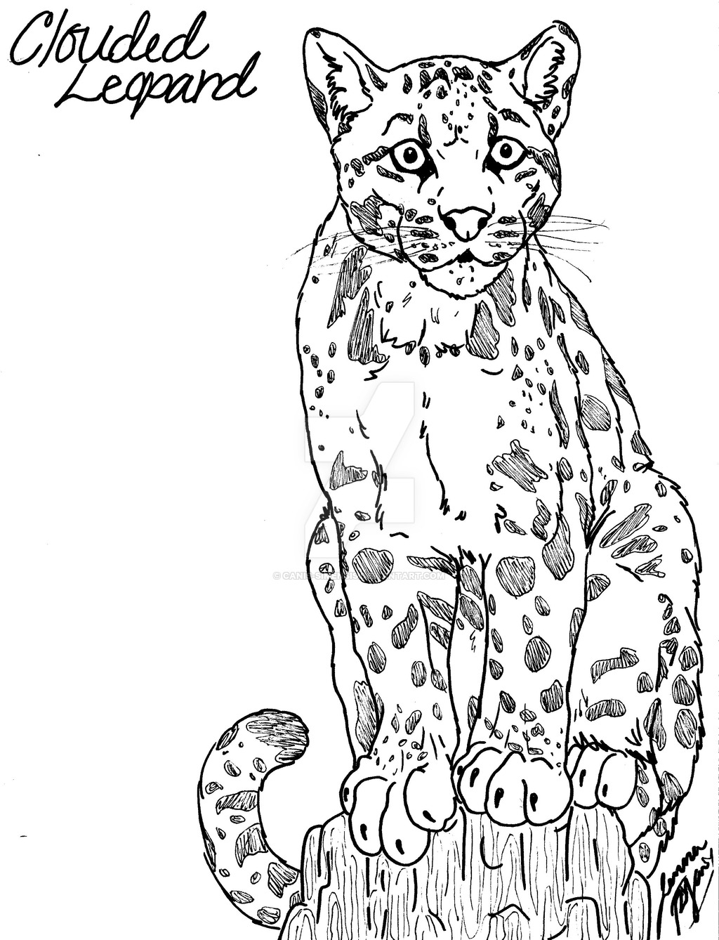 Baby Leopard Coloring Pages at GetColorings.com | Free printable