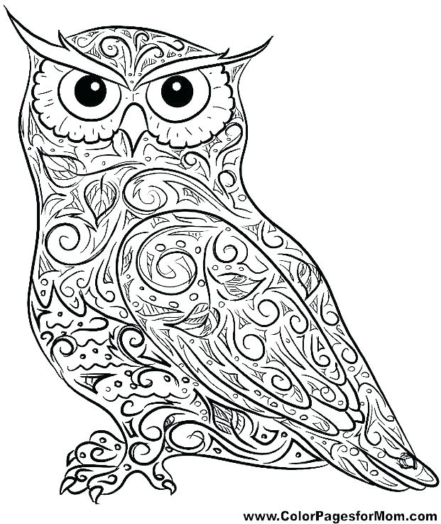 Baby Owl Coloring Pages at GetColorings.com | Free printable colorings