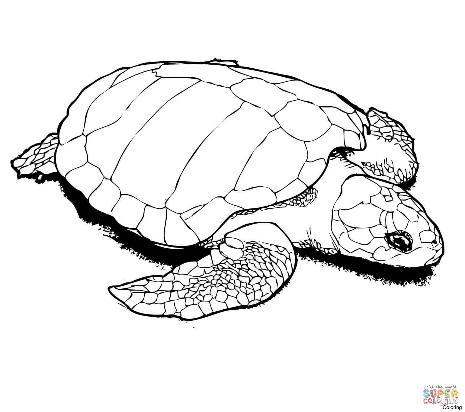 Baby Sea Turtle Coloring Pages at Free printable