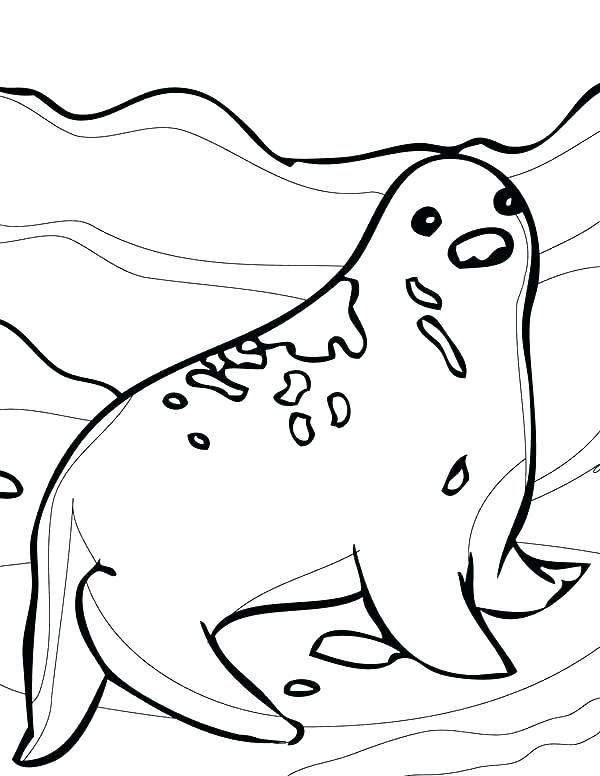 Baby Seal Coloring Pages at GetColorings.com | Free printable colorings