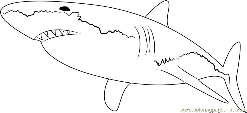 Sharks - Free Colouring Pages