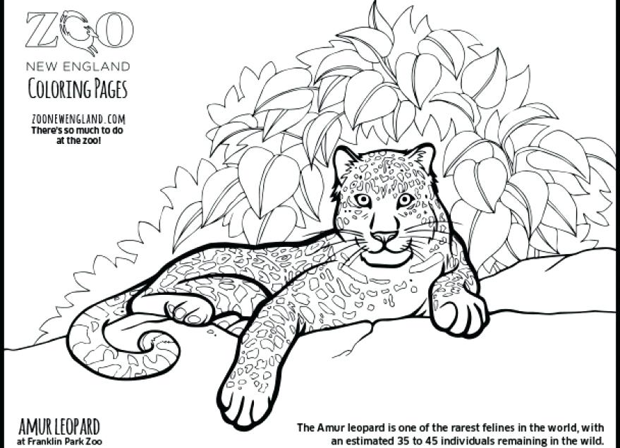 Baby Snow Leopard Coloring Pages at GetColoringscom